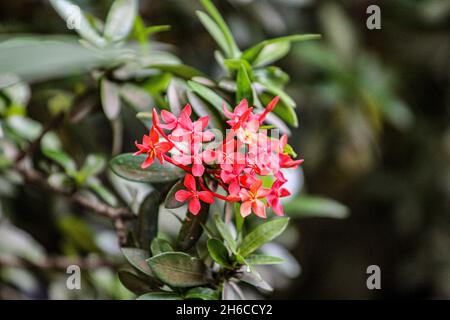 Ixora coccinea, également connue sous le nom de géranium de la jungle, flamme des bois ou flamme de la jungle ou pendkuli Banque D'Images