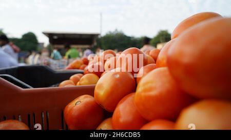 Image haute résolution : tomate et tomate Vendeur sur un marché indien dynamique #tomate ,tomatoseller, #india, #Vegetablemarket Banque D'Images