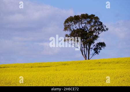 Arbre de gomme situé dans un champ de canola dans le centre-nord de l'Australie-Méridionale Banque D'Images