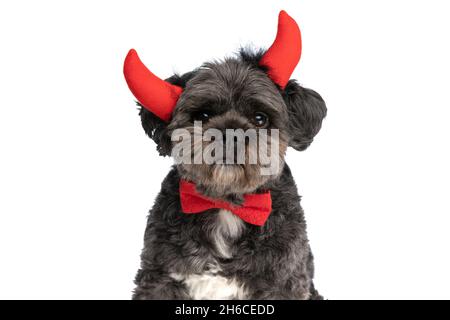 mignon petit chien métis portant des cornes de diable et un noeud papillon rouge au cou sur fond blanc Banque D'Images