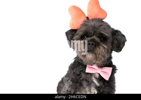 mignon petit chien métis portant un noeud orange sur la tête et un noeud papillon rose sur fond blanc Banque D'Images