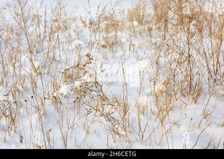 L'herbe jaune sèche dans un champ enneigé en hiver Banque D'Images