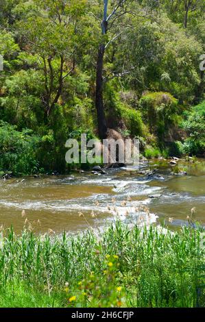 Plus de pièges à poissons aborigènes, construits avec des rochers dans la Yarra River à Warrandyte à Victoria, en Australie.Principalement destiné à capturer des anguilles. Banque D'Images