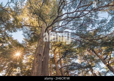 Vue de dessous des arbres de Cedrus libani dans la forêt des Cedars de Dieu avec des rayons du soleil, Arz, Bsharri, Liban Banque D'Images