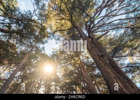 Vue de dessous des arbres de Cedrus libani dans la forêt des Cedars de Dieu avec des rayons du soleil, Arz, Bsharri, Liban Banque D'Images