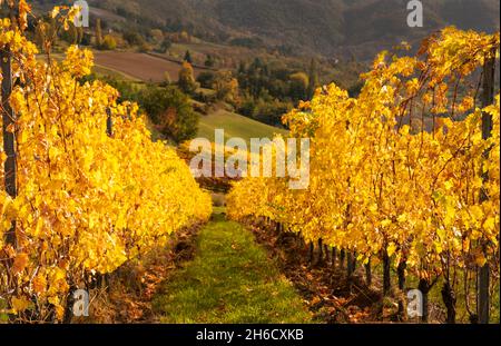 vignobles à l'automne au soleil.En automne, le soleil traverse les feuilles colorées des vignobles de la région du Chianti au coucher du soleil.Région de Chianti Classico près d'Emilia Romagna, Toscane.Italie. Banque D'Images