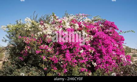 arbuste bougainvilliers très grand avec des fleurs blanches et magenta rose chaud sur la même plante avec un fond ciel bleu clair Banque D'Images