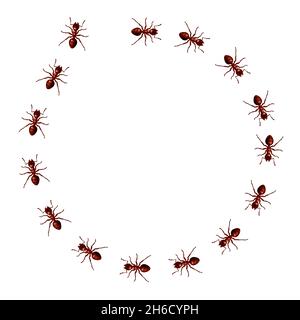 Des fourmis rouges défilent en cercle.Cadre vectoriel rond formique composé de bugs de marche.Illustration 3D réaliste d'une piste ou d'un sentier d'insectes domestiques Illustration de Vecteur