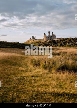 Les moutons se réjouissent du paysage herbeux d'été du château de Dunstanburgh - fortification datant de 14th ans à Craster Northumberland, dans le nord de l'Angleterre, au Royaume-Uni Banque D'Images