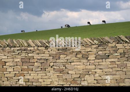 Le mur en pierre sèche, propre et bien fait, brille sous la lumière du soleil, tandis qu'un groupe de bovins frisons Holstein broutent l'herbe en arrière-plan sous des nuages sombres Banque D'Images