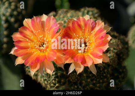 Lobivia spp. Avec fleurs roses et orange sur fond flou.Petit pot de cactus Lobivia avec de belles fleurs. Banque D'Images