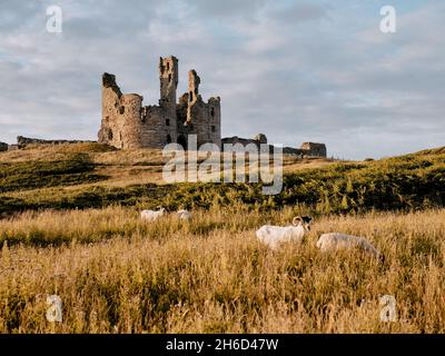 Moutons dans les pâturages d'été paysage de prairie du château de Dunstanburgh - ruine du XIVe siècle à Craster Northumberland Angleterre Royaume-Uni - accent sur le château Banque D'Images