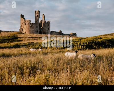 Moutons dans les pâturages d'été paysage de prairie du château de Dunstanburgh - ruine du XIVe siècle à Craster Northumberland Angleterre Royaume-Uni - accent sur les moutons Banque D'Images