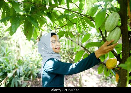 Femme musulmane dans hijab tenant des fruits frais de cacao biologique dans le jardin Banque D'Images