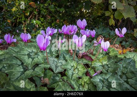 Joli, petit, rose à pourpre automne floraison cyclamen hederifolium (ivy-laed cyclamen) en fleur dans un jardin à Surrey, Angleterre, vue rapprochée Banque D'Images