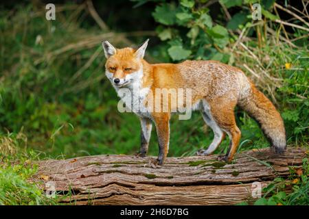 Un renard en bonne santé (Vulpes vulpes) avec une queue de brousse debout sur une bûche au British Wildlife Centre, Lingfield, Surrey Banque D'Images