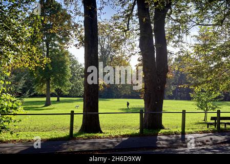 Personne seule marchant son chien dans un parc lors d'une journée automnale ensoleillée Shepperton Surrey, Angleterre, Royaume-Uni Banque D'Images