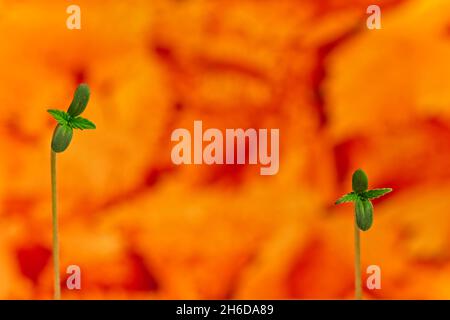 Macro de deux jeunes quatre feuilles germent de cannabis sur fond orange Banque D'Images