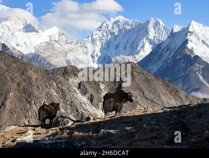 yak, groupe de deux yaks sur le chemin du camp de base de l'Everest, Népal Himalaya Yak est ferme et caravane d'animaux au Népal et au Tibet Banque D'Images