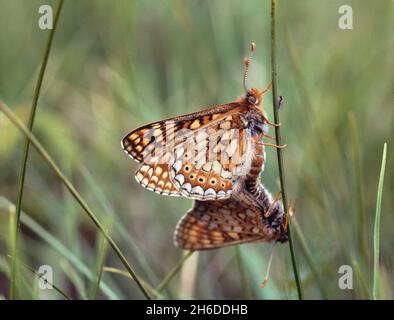 Fritillaire de marais (Euphydryas aurina, Eurodryas aurina, Melitaea aurina), accouplement, Allemagne Banque D'Images