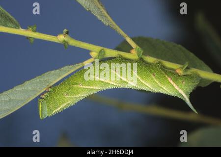 Faucon-Moth aux yeux, whawkmoth aux yeux, Hawkmoths faucon-Moths (Smerinthus ocellata, Smerinthus ocellatus), chenille assise tête longue à une tige, vue latérale , Banque D'Images