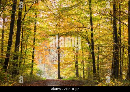 Hêtre commun (Fagus sylvatica), chemin à travers une forêt mixte de hêtre avec des couleurs d'automne, arbre de l'année 2022, Allemagne, Odenwald Banque D'Images