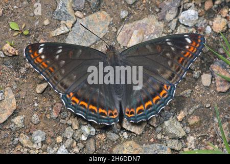 Peuplier amiral (Limenitis populi), homme assis sur le sol, Allemagne Banque D'Images