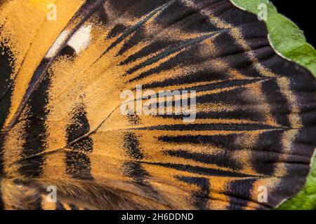 Clipper (Parthenos sylvia, Papilio slyvia), détail de la partie supérieure d'une aile Banque D'Images