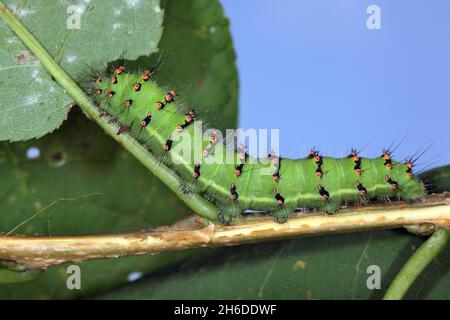 Moth Emperor, petit Moth Emperor (Saturnia Pavonia, Eudia Pavonia), chenille à moitié adulte sur un pétiole, vue latérale, Allemagne Banque D'Images
