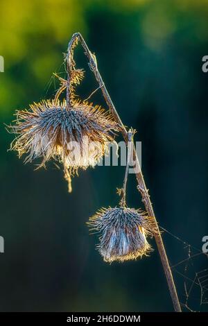 Chardon-Marie, chardon-Marie, chardon-Marie (Cirsium vulgare, Cirsium lanceolatum), têtes de fleurs flétrissées, Allemagne, Rhénanie-du-Nord-Westphalie Banque D'Images