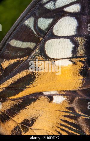 Clipper (Parthenos sylvia, Papilio slyvia), détail de la partie supérieure d'une aile Banque D'Images