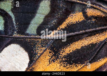 Clipper (Parthenos sylvia, Papilio slyvia), détail de la partie supérieure d'une aile Banque D'Images