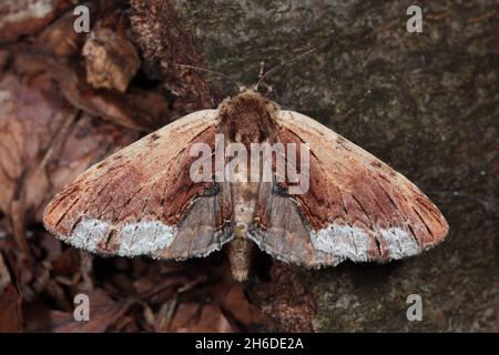 Érable proéminent (Lophopteryx cuculla), se trouve sur l'écorce, Allemagne Banque D'Images