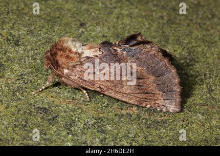 Coxcomb proéminent (Ptilodon capucina, Lophopteryx capucina), se trouve sur l'écorce, Allemagne Banque D'Images