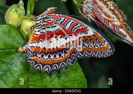 Lacération rouge (Céthosia biblis, Papilio biblis), deux lacérations rouges sur une feuille Banque D'Images