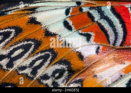 Lacération rouge (Céthosia biblis, Papilio biblis), détail du dessous d'une aile Banque D'Images