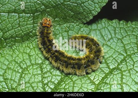 Herbe eggar (Lasiocampa trifolii, Pachygastria trifolii), chenille sur une feuille, Allemagne Banque D'Images