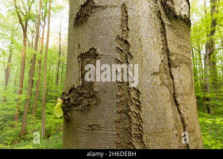 Hêtre commun (Fagus sylvatica), tronc de ruttet et écorce d'un hêtre dans une forêt de hêtre, arbre de l'année 2022, Allemagne, Thuringe, parc national Hainich Banque D'Images