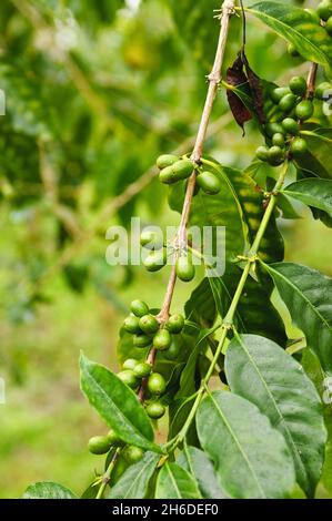 Café arabe (Coffea arabica), fruits immatures dans une branche, États-Unis, Hawaï Banque D'Images