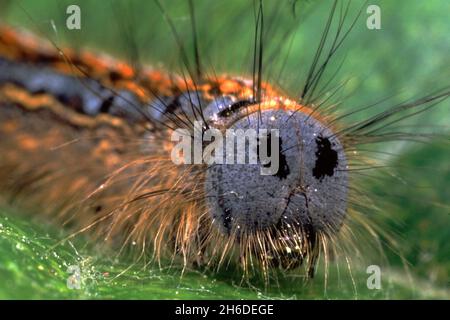 Lackey, teigne lacérale européenne, lackey commun (Malacosoma neustria, Malacosoma neustrium), portrait d'une chenille, Allemagne Banque D'Images