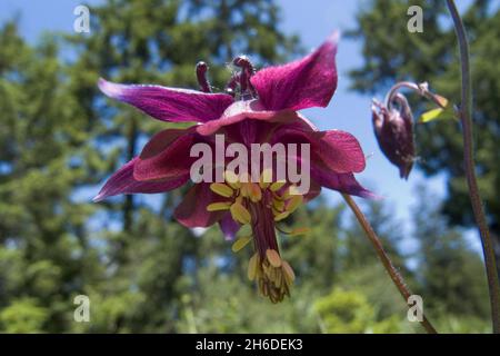 columbine sombre, capot de Granny, Columbine rouge foncé (Aquilegia atrata), fleur, Allemagne Banque D'Images