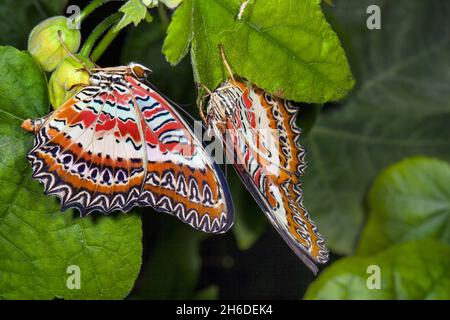 Lacération rouge (Céthosia biblis, Papilio biblis), deux lacérations rouges sur une feuille Banque D'Images