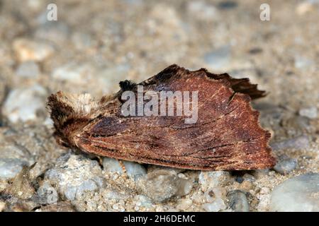 Coxcomb proéminent (Ptilodon capucina, Lophopteryx capucina), se trouve sur le sol, Allemagne Banque D'Images