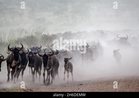 La migration annuelle de plus d'un million de gnous bleu (Connochaetes taurinus) et 200 000 zèbres. Photographié au printemps dans le Serengeti, Tanzanie Avril Banque D'Images