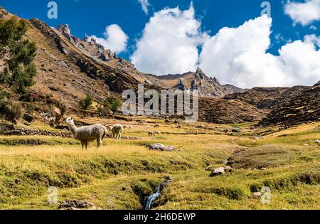 Alpacas dans les montagnes arc-en-ciel de Palccoyo au Pérou Banque D'Images