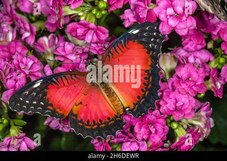 La lacuration rouge (Céthosia biblis, Papilio biblis), est assise sur une inflorescence Banque D'Images