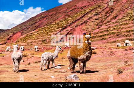 Alpacas dans les montagnes arc-en-ciel de Palccoyo au Pérou Banque D'Images