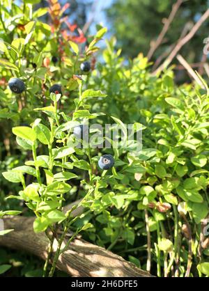 Myrtilles fruits croissant dans la forêt.Myrtille sauvage. Banque D'Images