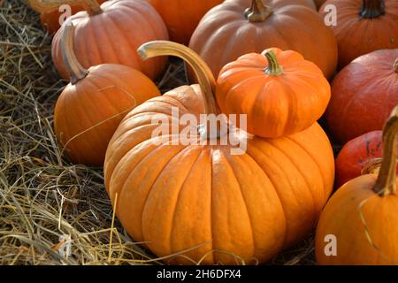 Automne citrouille arrière-plan rustique chaud.Citrouilles sur paille. Banque D'Images