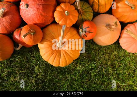 Citrouilles d'orange dans la bordure du jardin. Banque D'Images